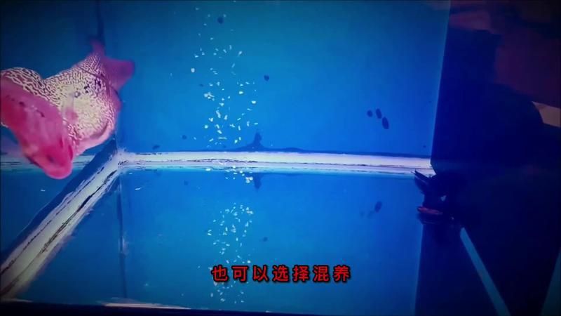 金龍能和羅漢一塊養嗎 龍魚百科 第7張 金龍能和羅漢一塊養嗎 金龍能和羅漢一塊養嗎 龍魚百科 第7張