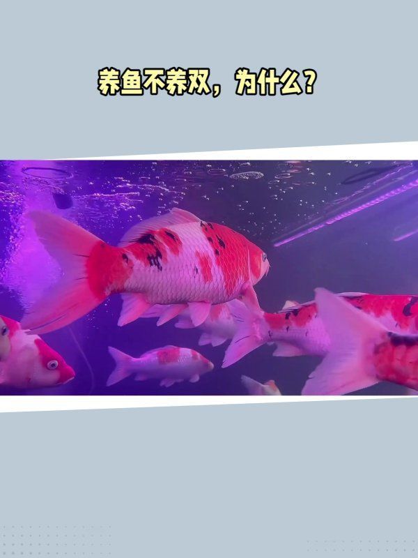 金龍能和羅漢一塊養嗎 龍魚百科 第13張 金龍能和羅漢一塊養嗎 金龍能和羅漢一塊養嗎 龍魚百科 第13張