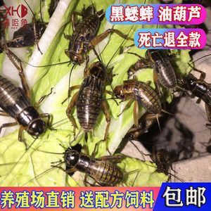 龍魚(yú)吃蟋蟀的好處是什么：龍魚(yú)吃蟋蟀的一些潛在好處