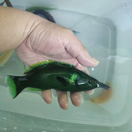 鴨嘴龍魚海水能養嗎
