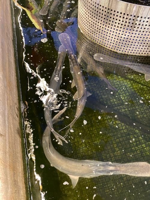 鴨嘴龍魚海水能養嗎