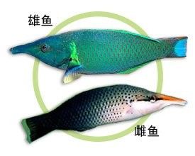 鴨嘴龍魚海水能養嗎