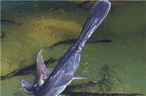 鴨嘴龍魚海水能養嗎
