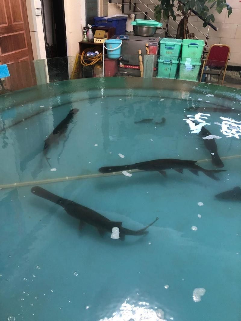 鴨嘴龍魚海水能養嗎