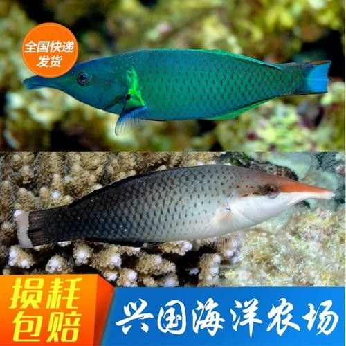 鴨嘴龍魚海水能養嗎