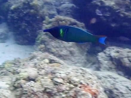 鴨嘴龍魚海水能養嗎