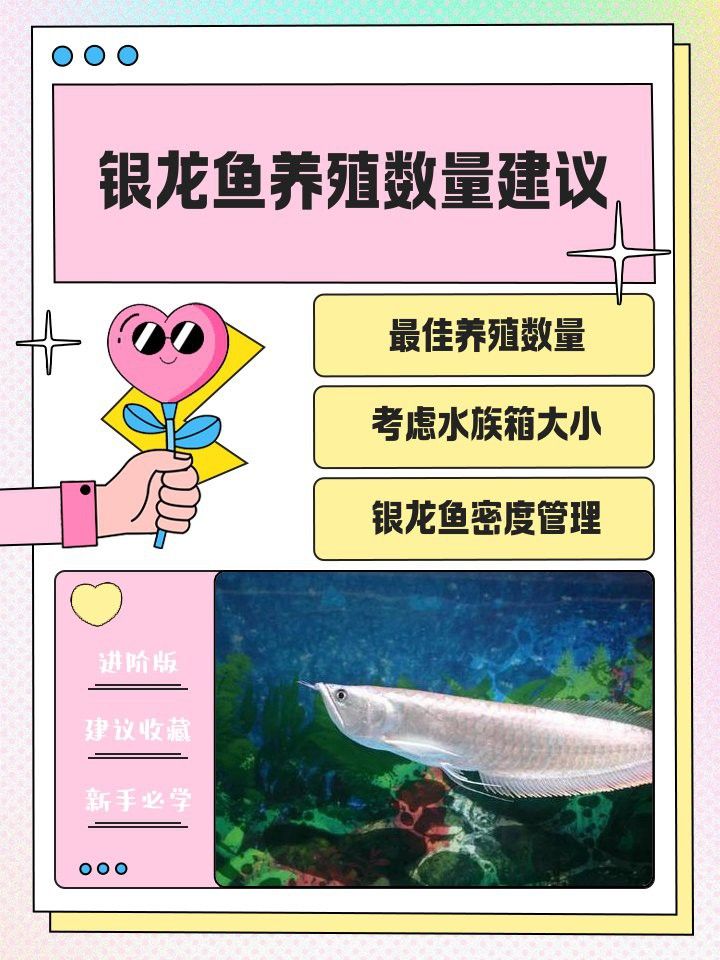 家中養(yǎng)銀龍魚養(yǎng)幾條好