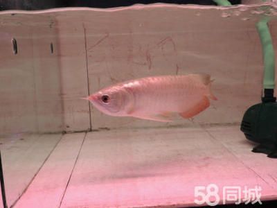 怎么看龍魚的年齡大小：判斷龍魚的年齡大小是一個細致的過程主要依賴于觀察