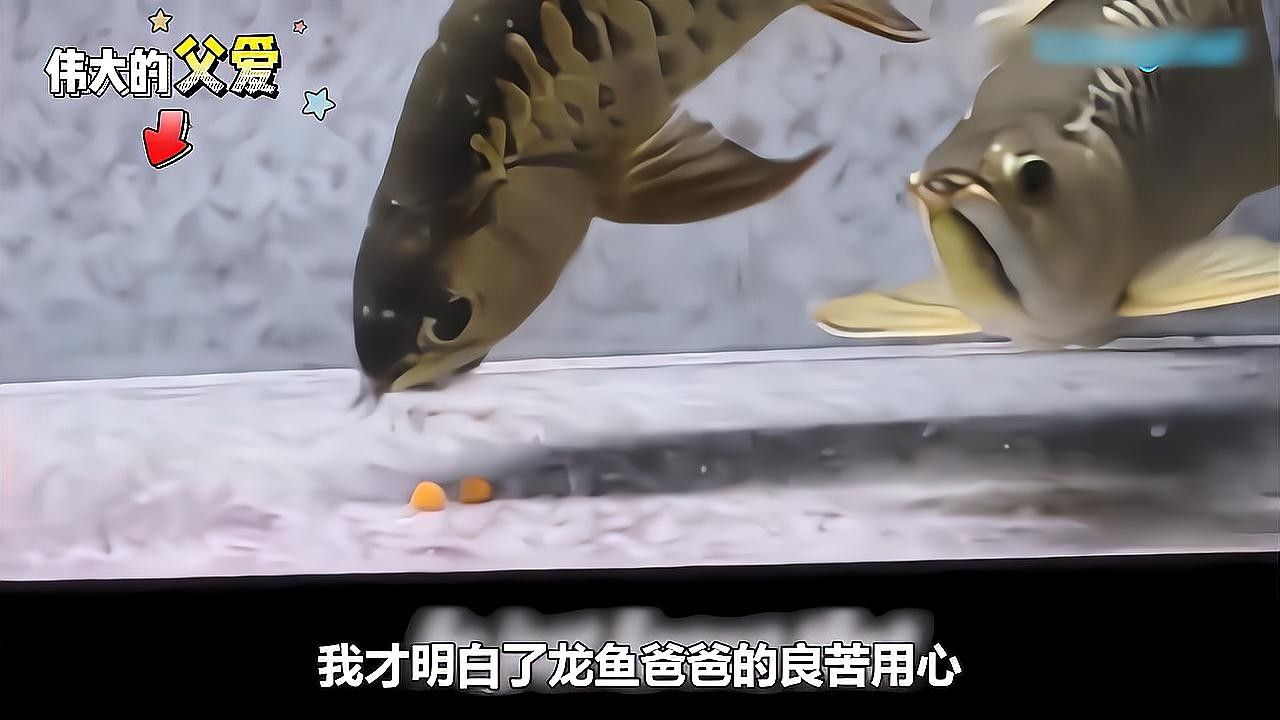 龍魚故事中哪個(gè)最感人？ 龍魚故事中哪個(gè)最感人？ 龍魚百科
