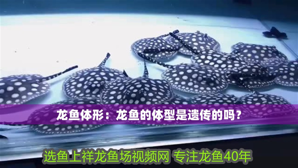 龍魚體形：龍魚的體型是遺傳的嗎？
