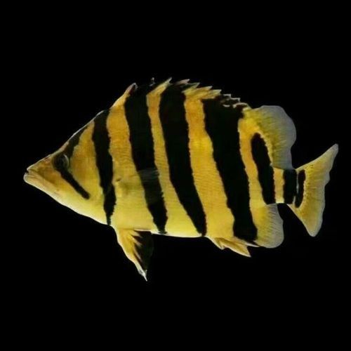 龍魚(yú)虎魚(yú)混養(yǎng)魚(yú)推薦