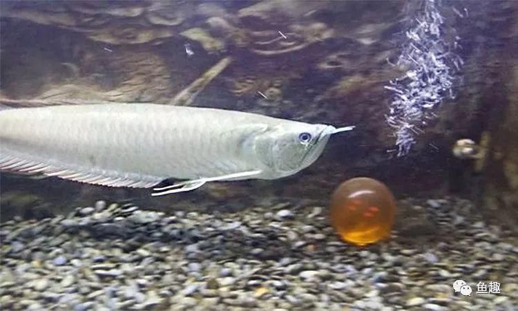 龍魚喂食泥鰍