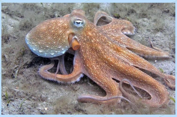 八爪龍魚圖片大全