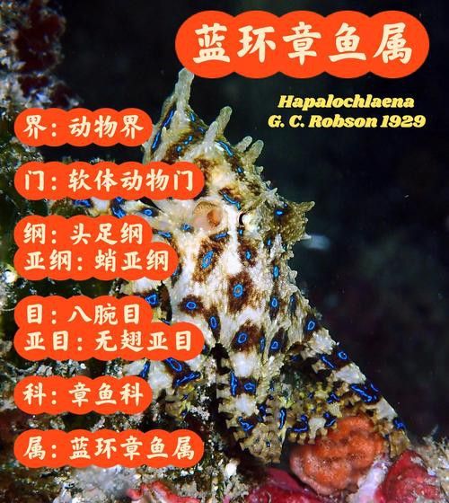 八爪龍魚圖片大全