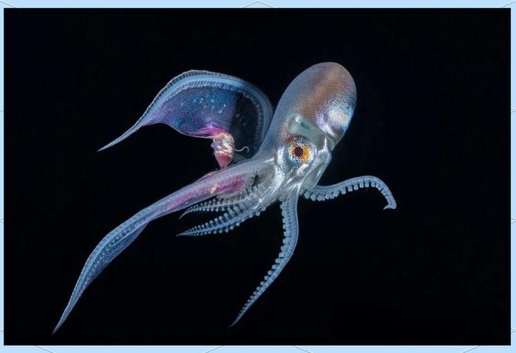 八爪龍魚圖片大全