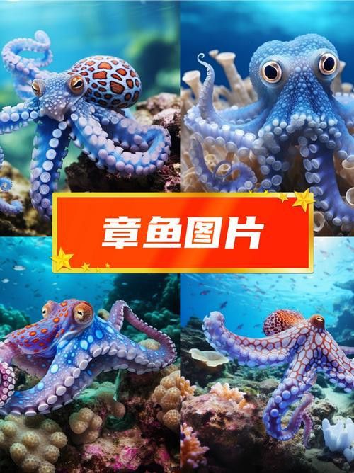 八爪龍魚圖片大全