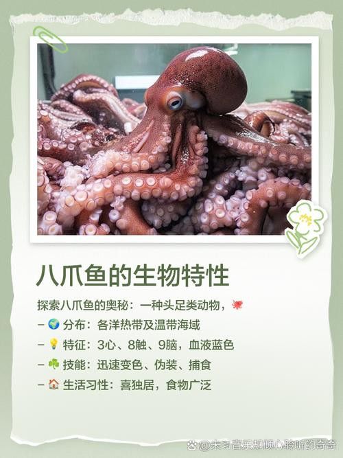 八爪龍魚圖片大全