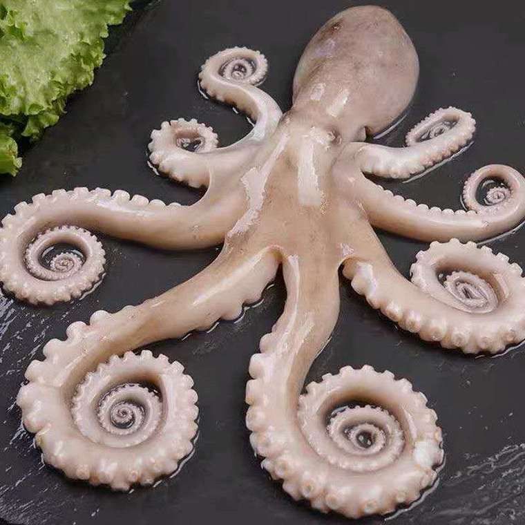 八爪龍魚圖片大全