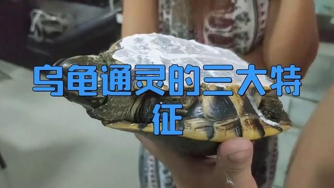 如何判斷龍龜是否具有靈性？