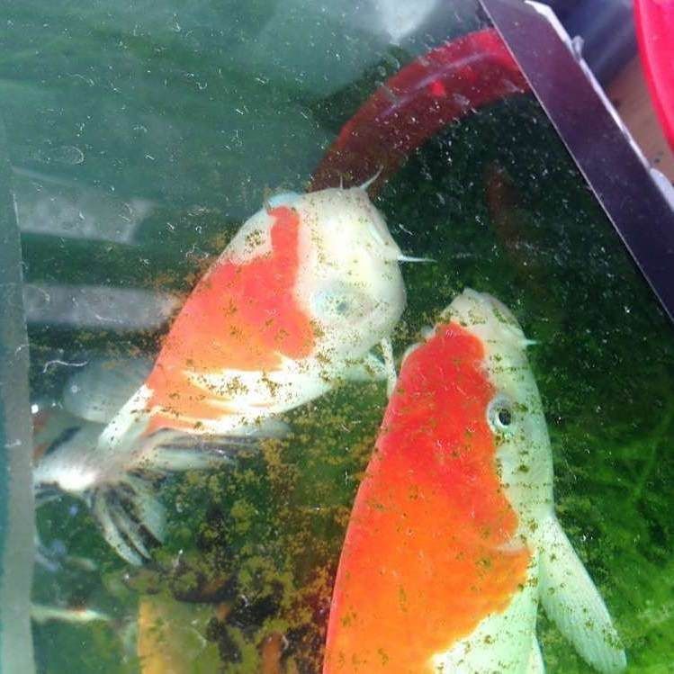 錦鯉魚蒙眼最好最快的辦法