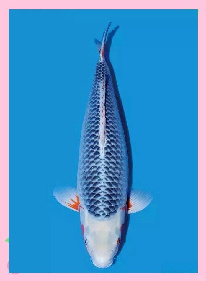 錦鯉魚蒙眼最好最快的辦法