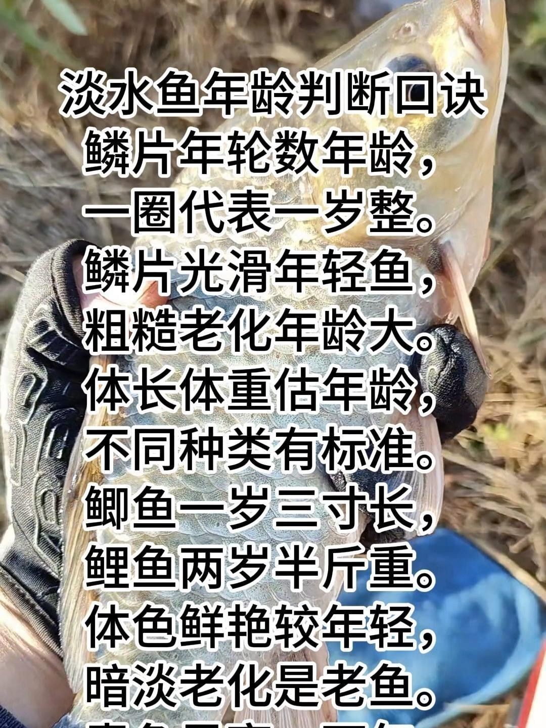 怎樣判斷高背金龍魚的年齡？