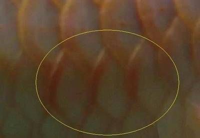 龍魚背上鱗片有白毛是什么：龍魚背上有白毛是什么原因引起的？