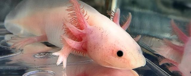 六角恐龍魚(yú)一次喂多少食物：六角恐龍魚(yú)一次喂食多少合適