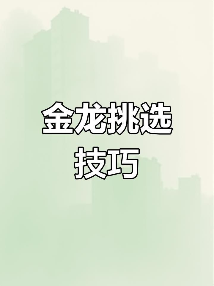 如何辨別優質點金龍