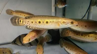 龍魚和雷龍魚的區別是什么意思:龍魚與雷龍魚的區別 龍魚百科 第3張 龍魚和雷龍魚的區別是什么意思:龍魚與雷龍魚的區別 龍魚和雷龍魚的區別是什么意思:龍魚與雷龍魚的區別 龍魚百科 第3張