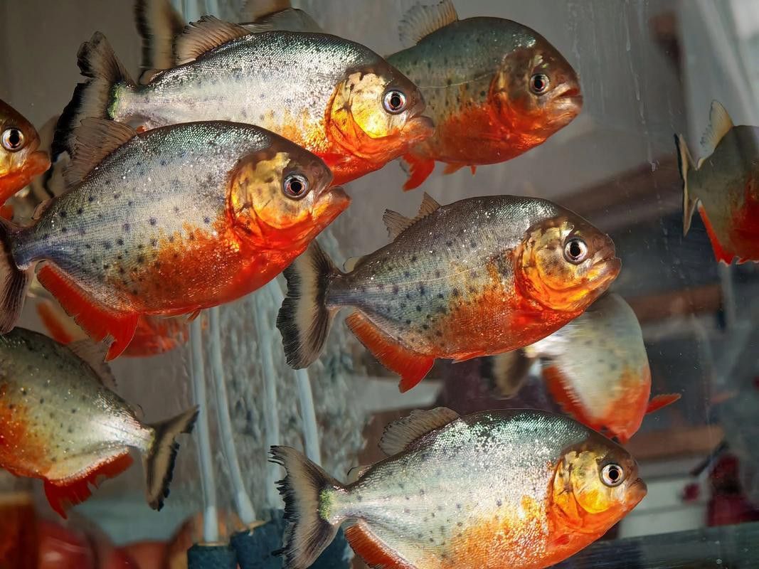 水虎魚和龍魚混養可以嗎圖片