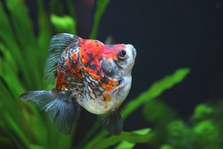 龍魚頭上黑點怎么治療：龍魚頭上的黑點怎么治療