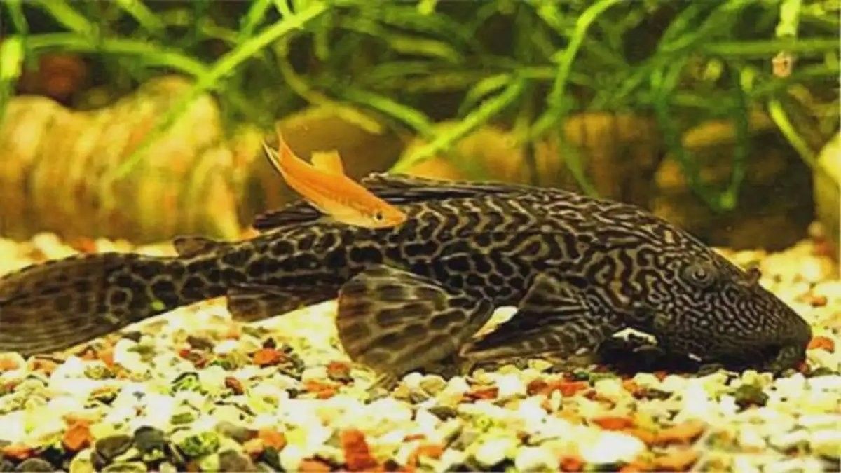 銀龍魚放生的后果 銀龍魚放生的后果 龍魚百科 第4張