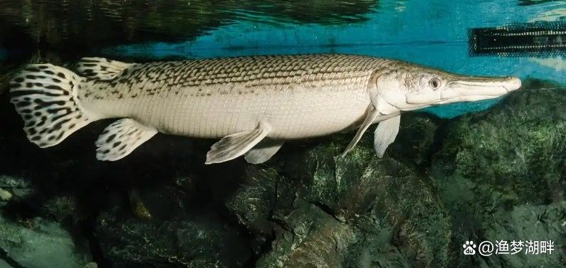 銀龍魚放生的后果 銀龍魚放生的后果 龍魚百科 第2張