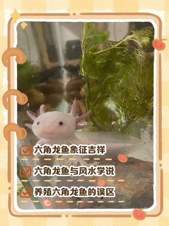六角龍魚的寓意和象征 六角龍魚的寓意和象征 龍魚百科 第9張