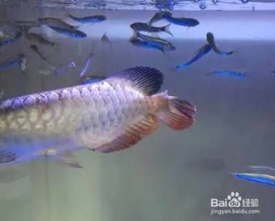 銀龍魚爛尾爛鰭腳掉還能長出來嗎圖片（銀龍魚的鰭和尾部受損后是否能再生取決于損傷的程度和處理方式）