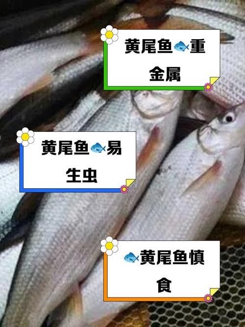 黃尾巴龍魚是什么品種