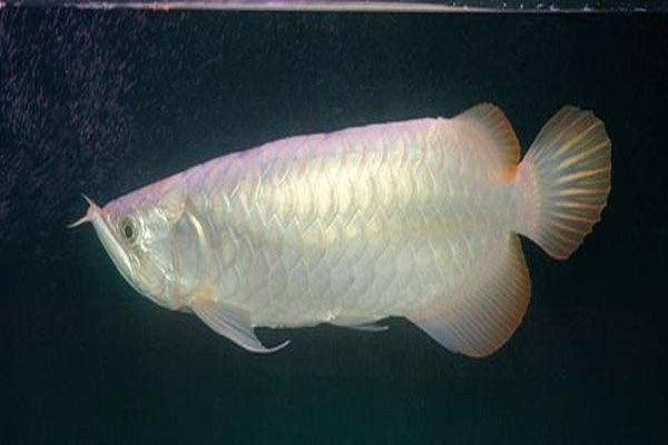黃尾巴龍魚是什么品種