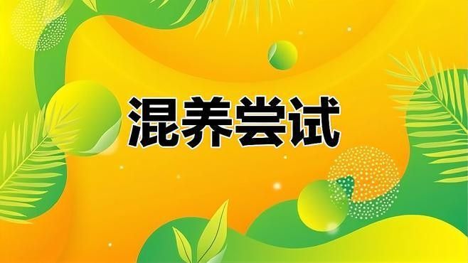 黃金雷龍魚能混養(yǎng)嗎怎么養(yǎng)