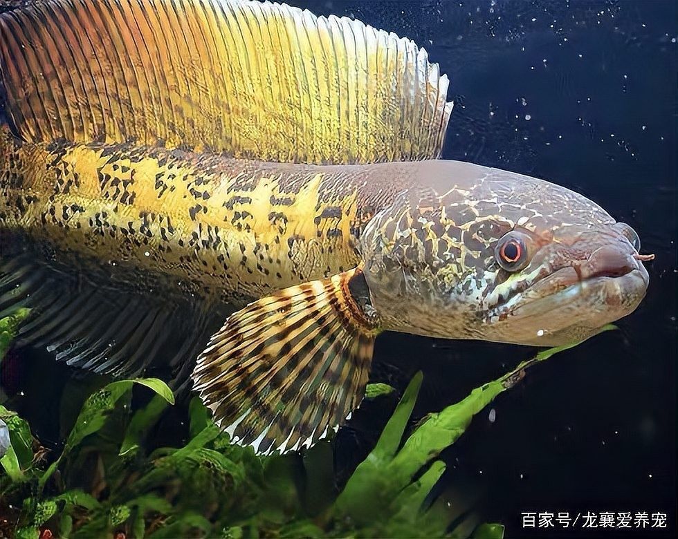 黃金雷龍魚能混養(yǎng)嗎怎么養(yǎng)