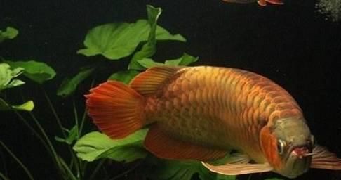 龍魚如何發色好看：如何培養龍魚使其發色更加吸引人