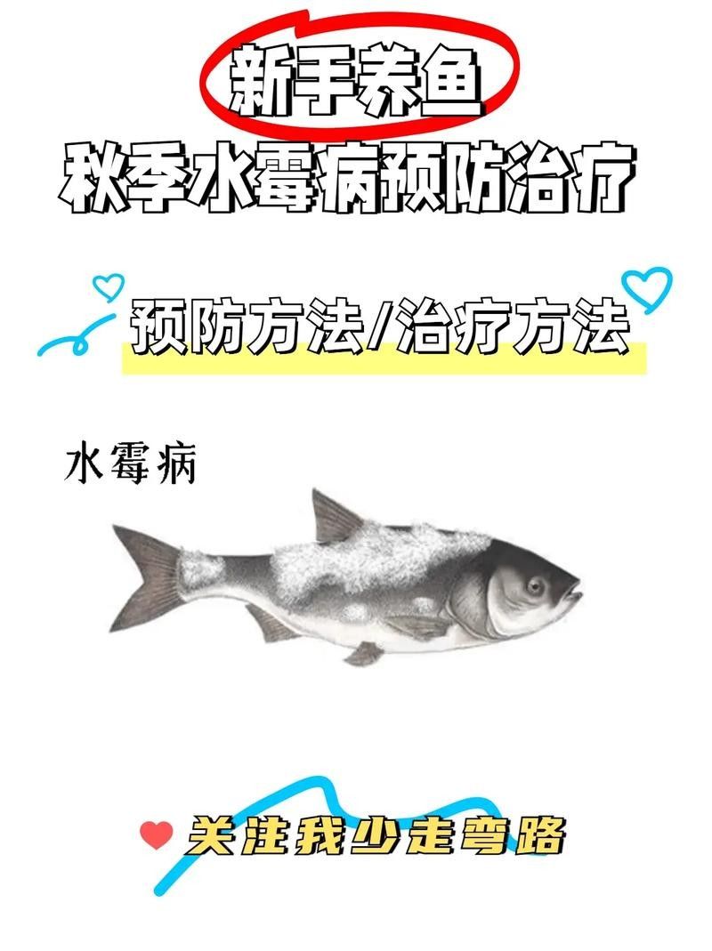 銀龍魚身上長白毛怎么治療圖片