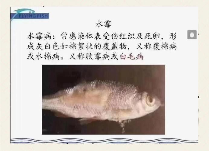 銀龍魚身上長白毛怎么治療圖片