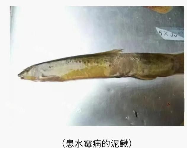 銀龍魚身上長白毛怎么治療圖片