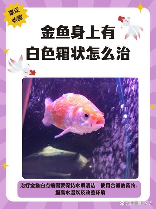 銀龍魚身上長白毛怎么治療圖片