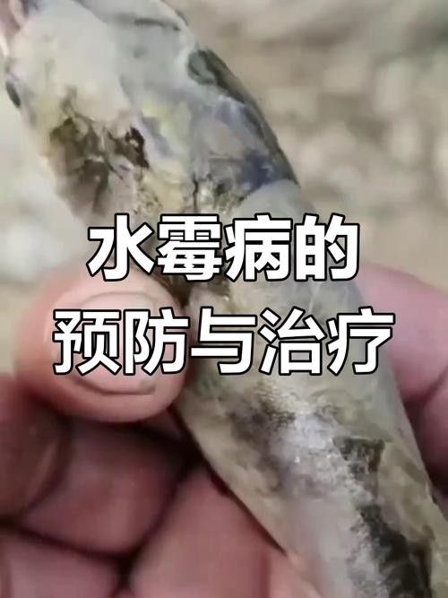銀龍魚身上長白毛怎么治療圖片