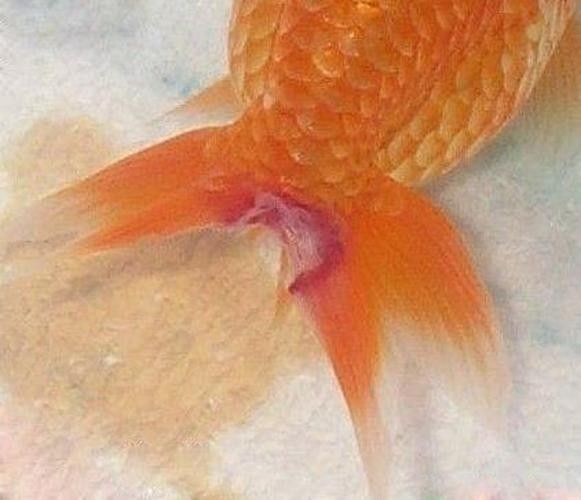 銀龍魚身上長白毛怎么治療圖片