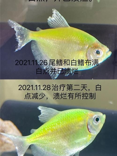 銀龍魚身上長白毛怎么治療圖片