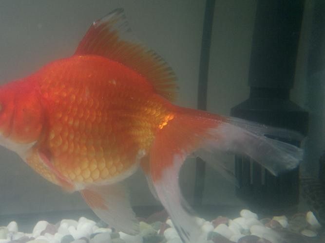 銀龍魚身上長白毛怎么治療圖片