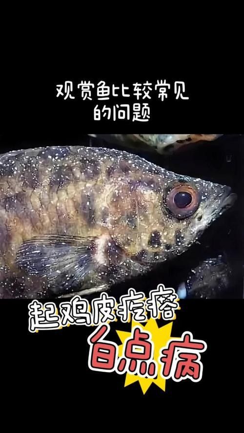 銀龍魚身上長白毛怎么治療圖片